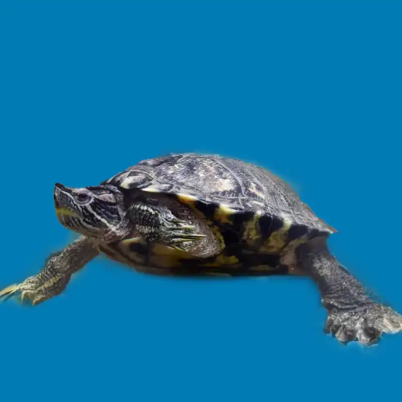 Sparky – Office Tortoise